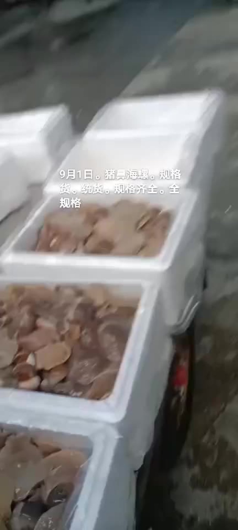 猪鼻海螺