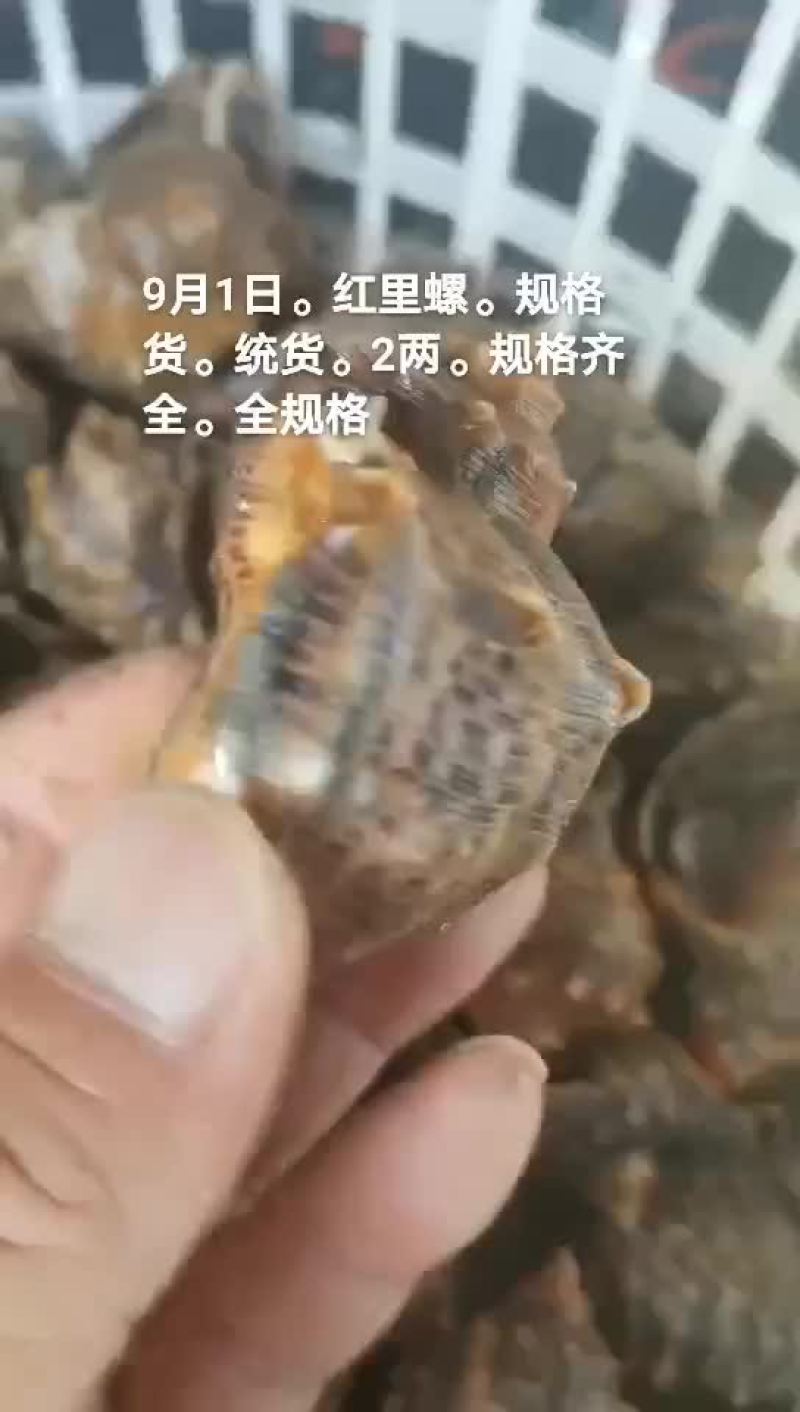 海螺
