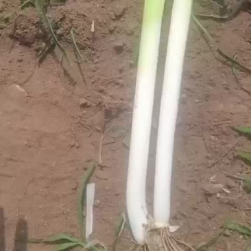 河北抚宁大葱