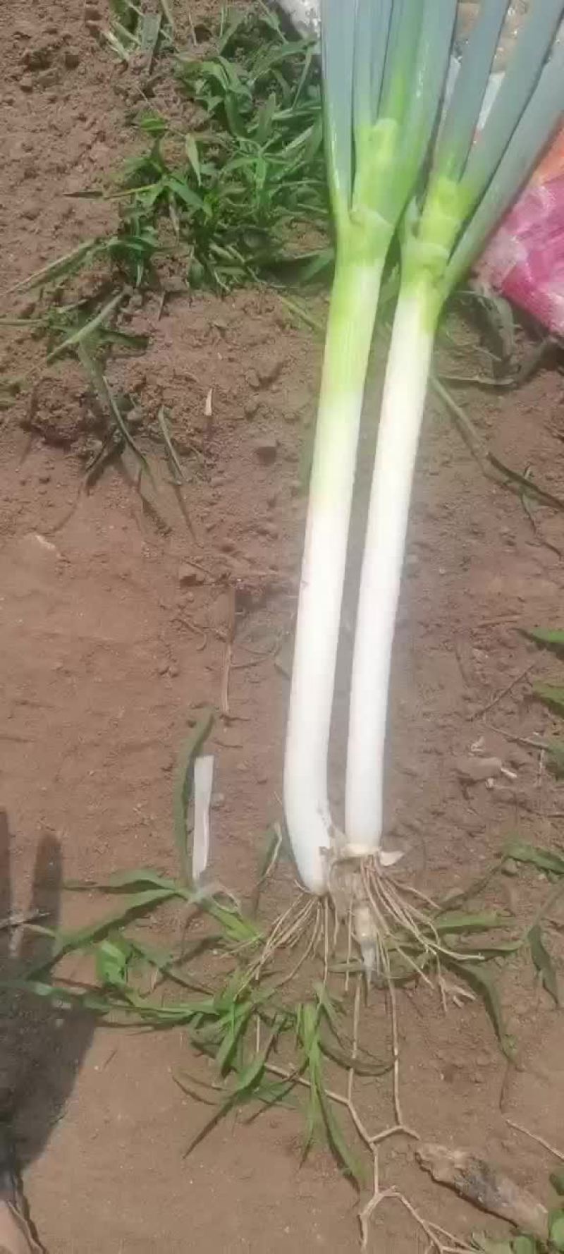 河北抚宁大葱