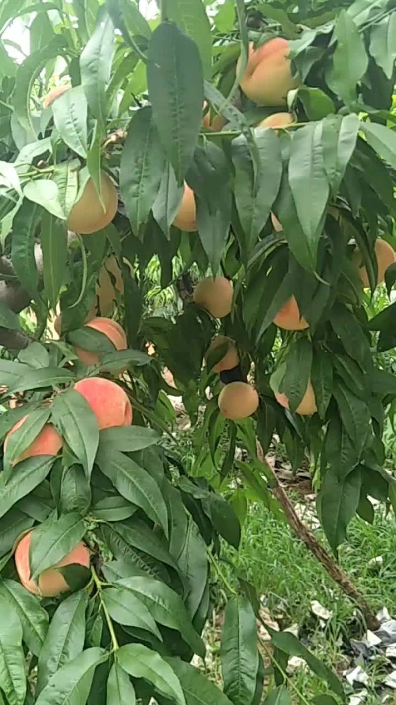 桃
