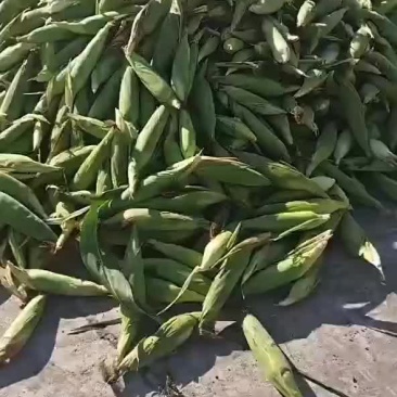 小黄粘！万糯！玉米
