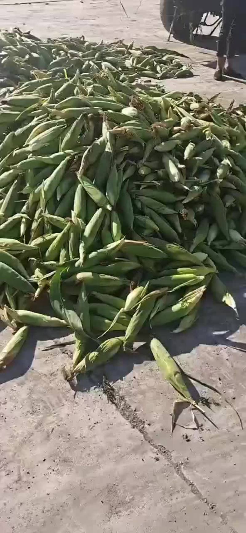 小黄粘！万糯！玉米