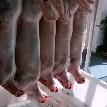 甘肃祁连牧场羊肉