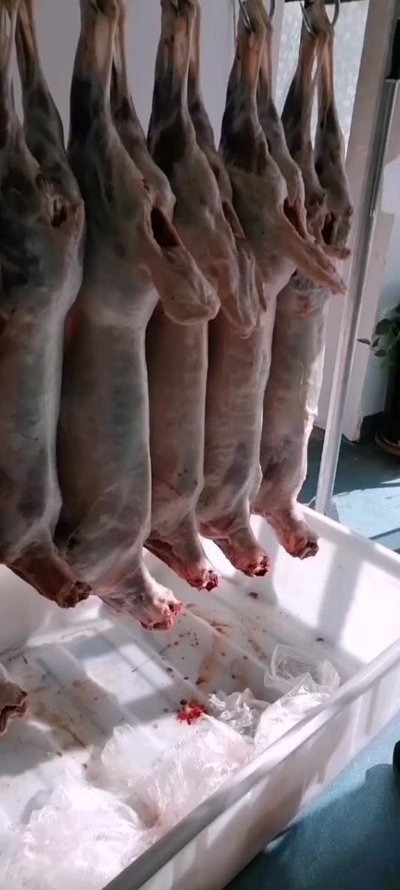 甘肃祁连牧场羊肉