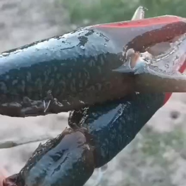 澳龙虾