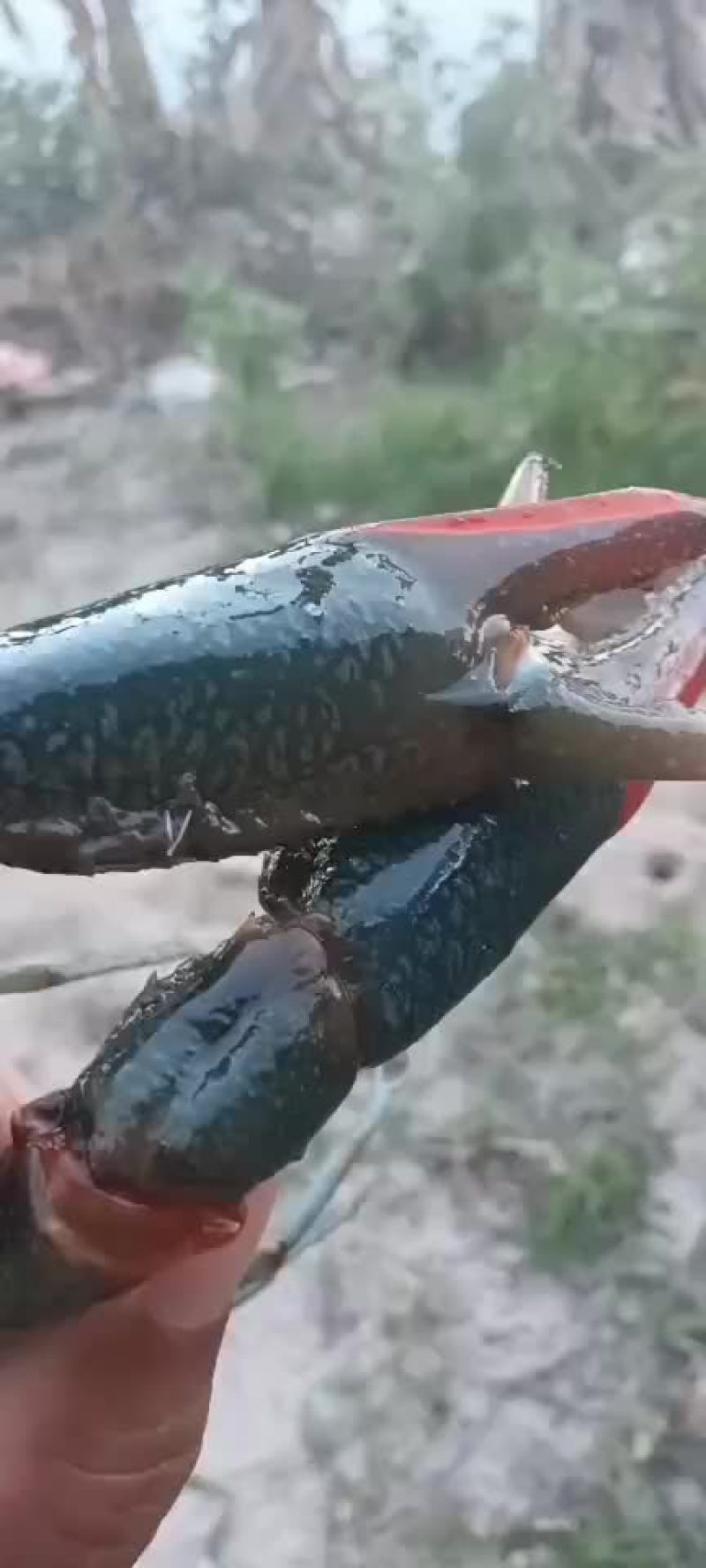 澳龙虾