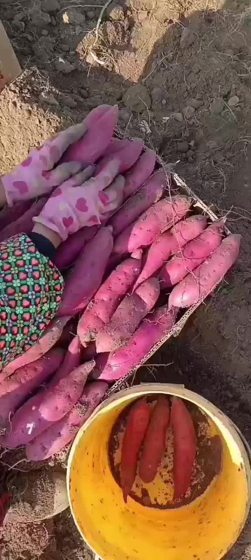 辽宁营口盖县烟薯25地瓜一手货源，专业代办