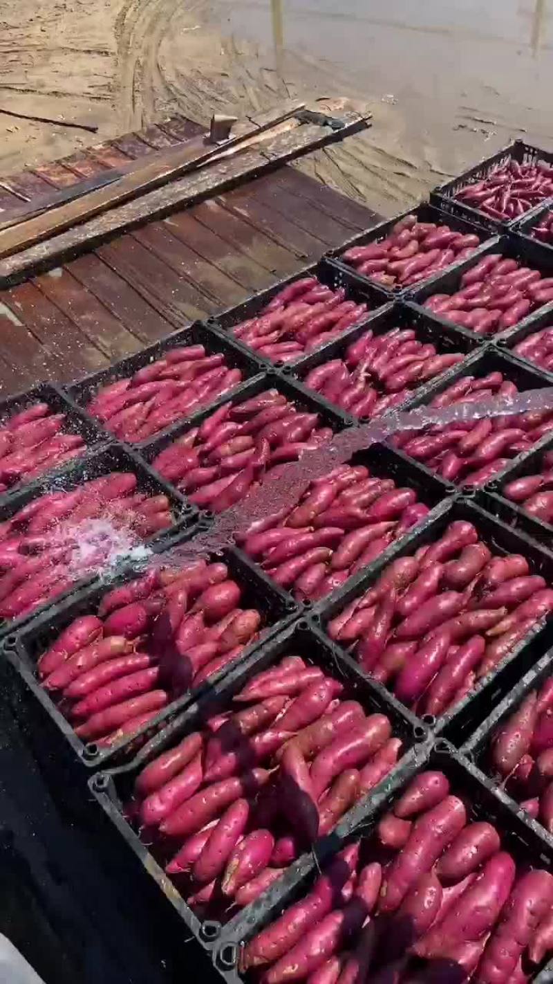 辽宁营口盖县烟薯25地瓜一手货源，专业代办