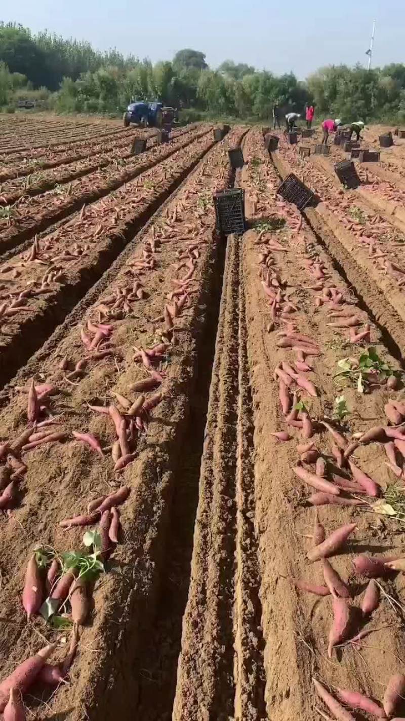 辽宁营口盖县烟薯25地瓜一手货源，专业代办