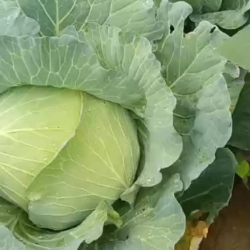 甘蓝
