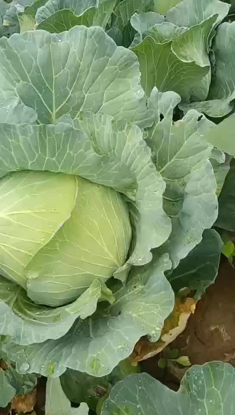 甘蓝