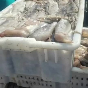 鱿鱼