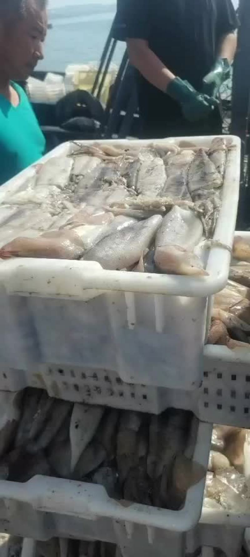 鱿鱼