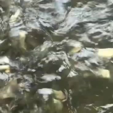 螺蛳青鱼苗半斤大活体淡水大青鱼苗养殖乌皖食用黑皖螺丝青鱼