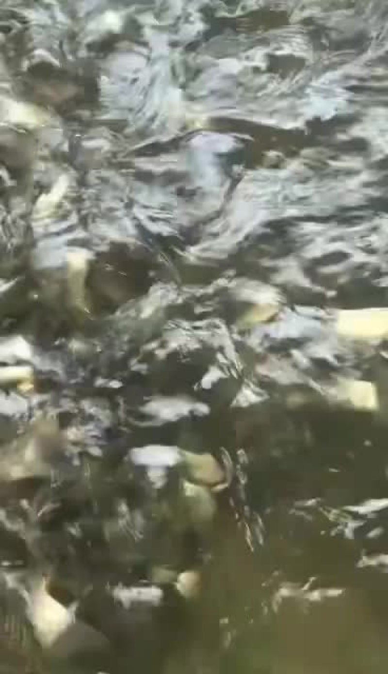 螺蛳青鱼苗半斤大活体淡水大青鱼苗养殖乌皖食用黑皖螺丝青鱼