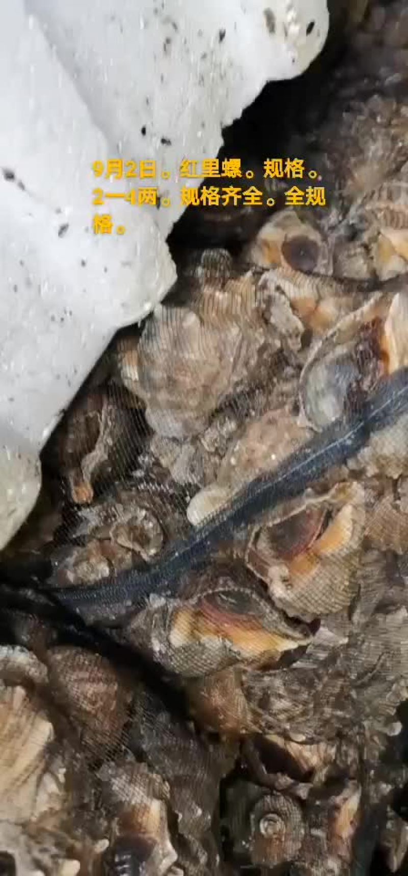 红里海螺