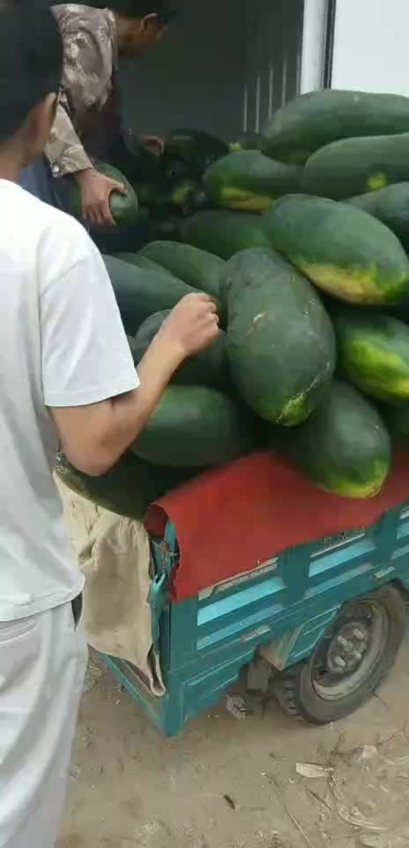 基地黑皮冬瓜接单中皮毛好地板光顾