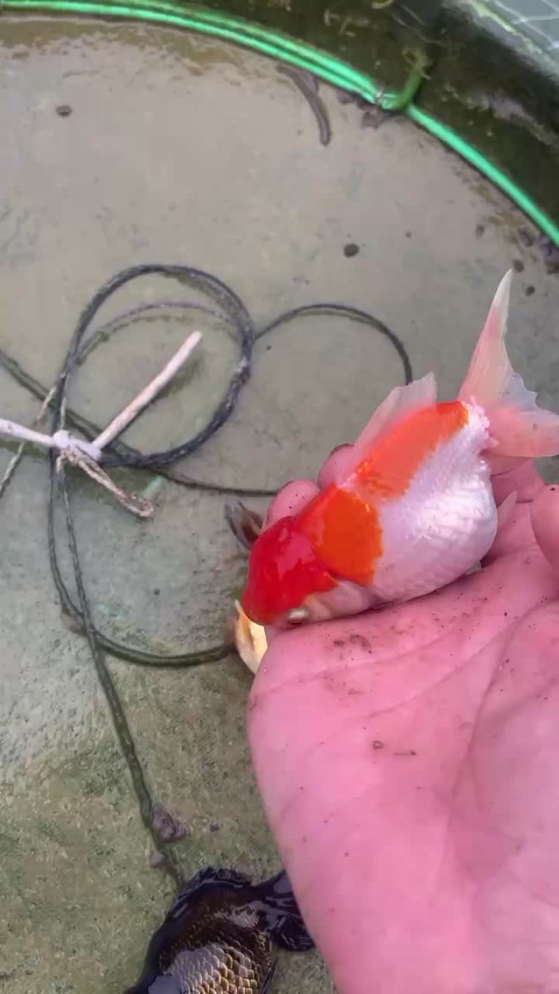 金鱼