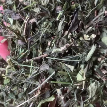 穿心莲全草切段
