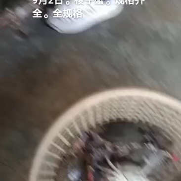 梭子蟹