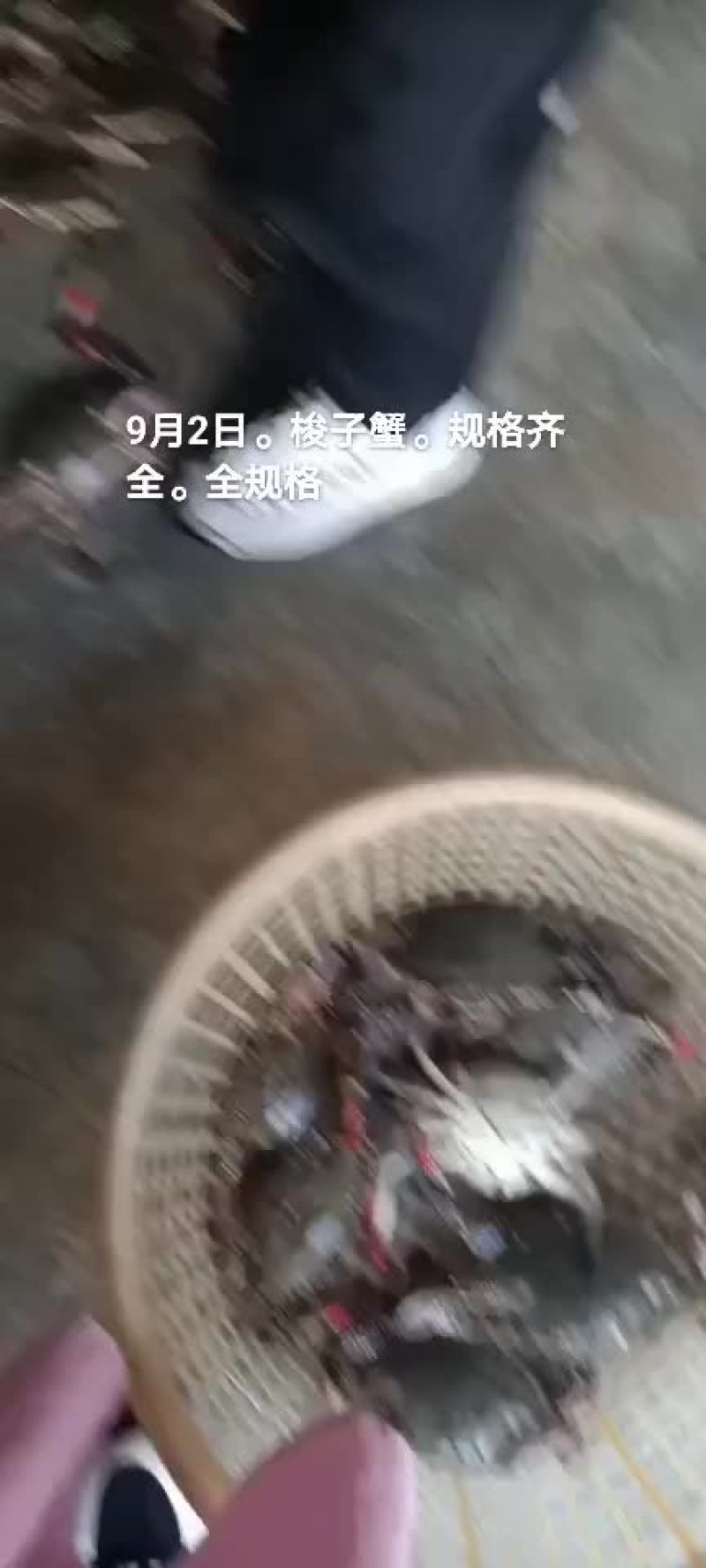 梭子蟹
