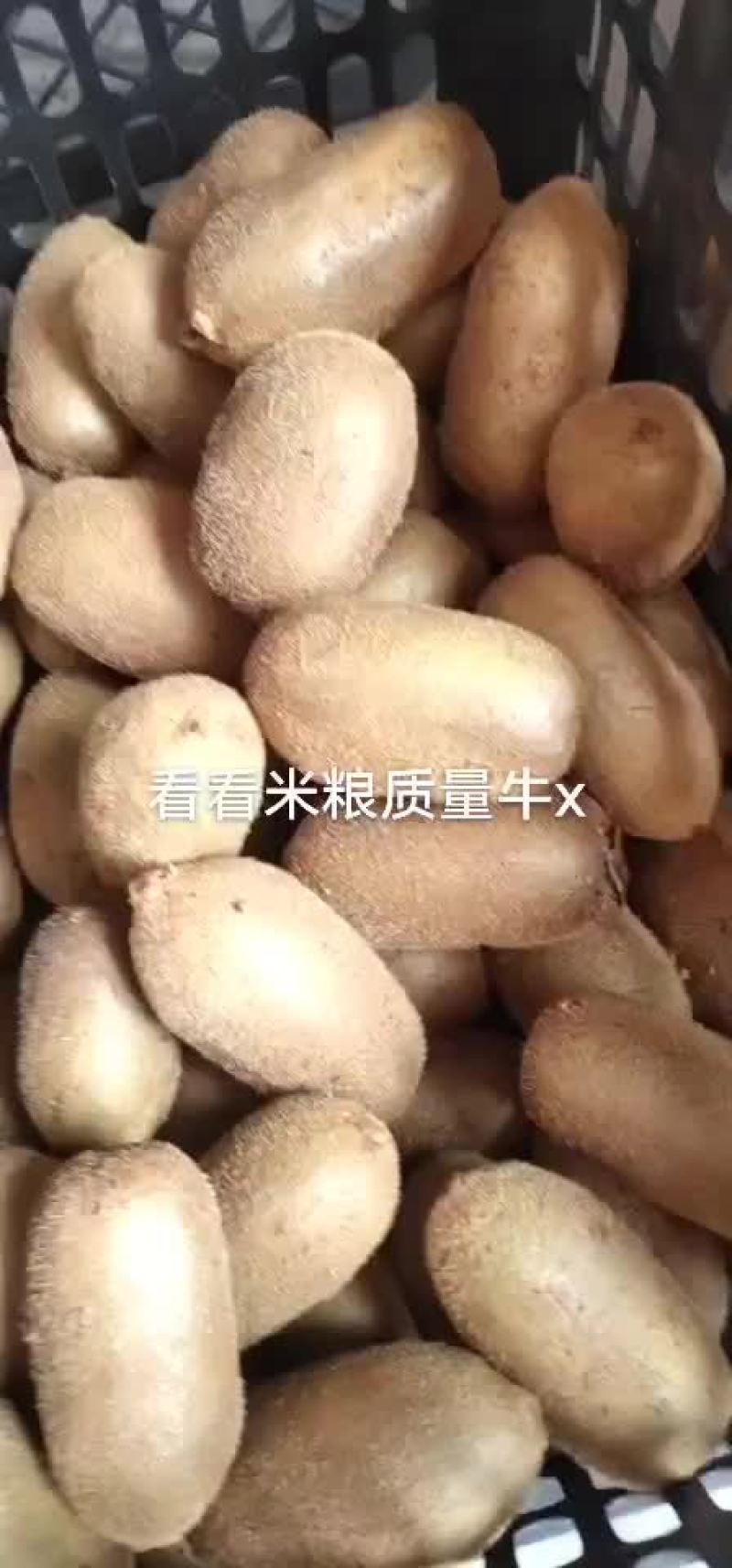 猕猴桃