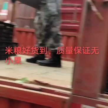 猕猴桃