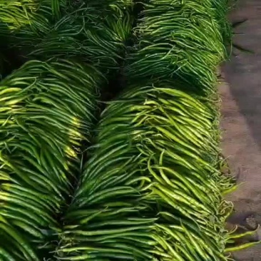 线椒