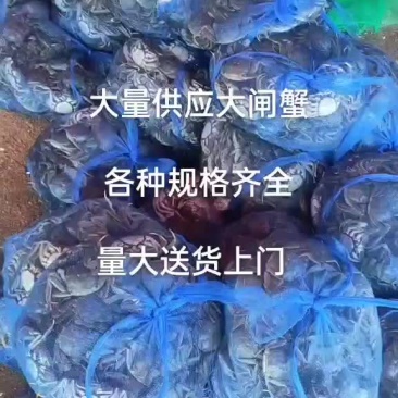 大闸蟹大量上市