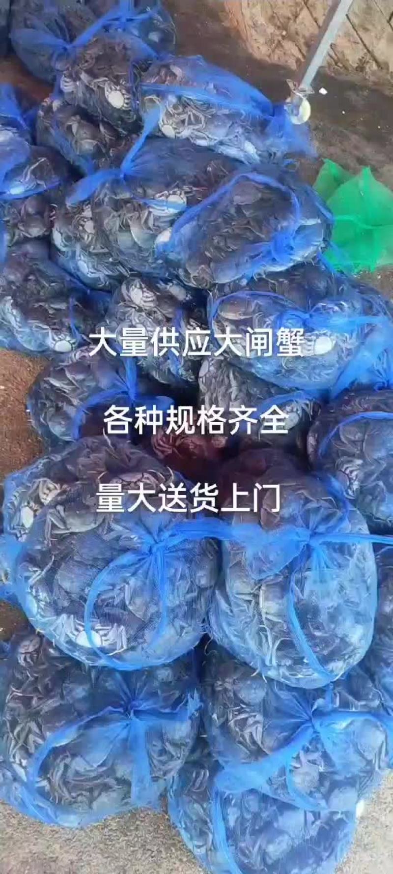 大闸蟹大量上市