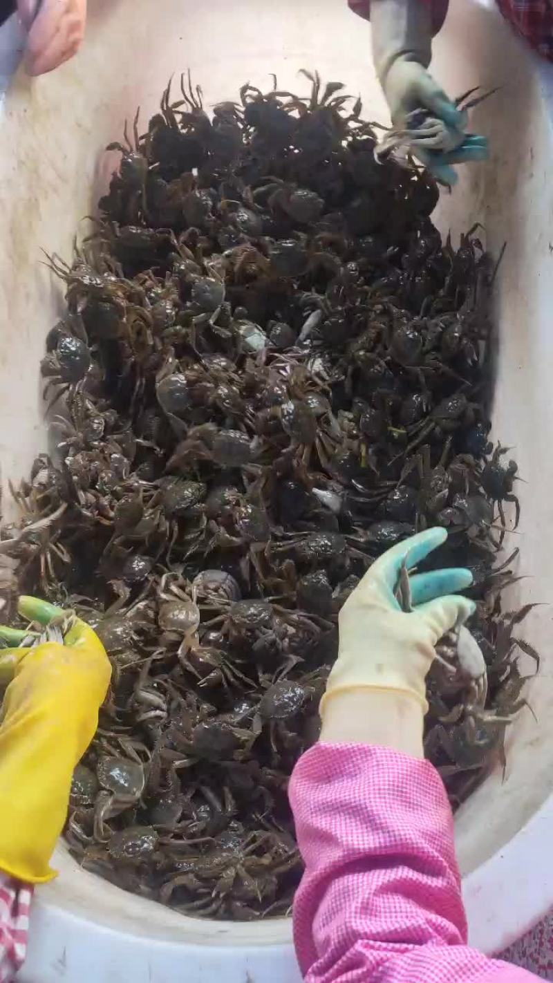 大闸蟹大量上市