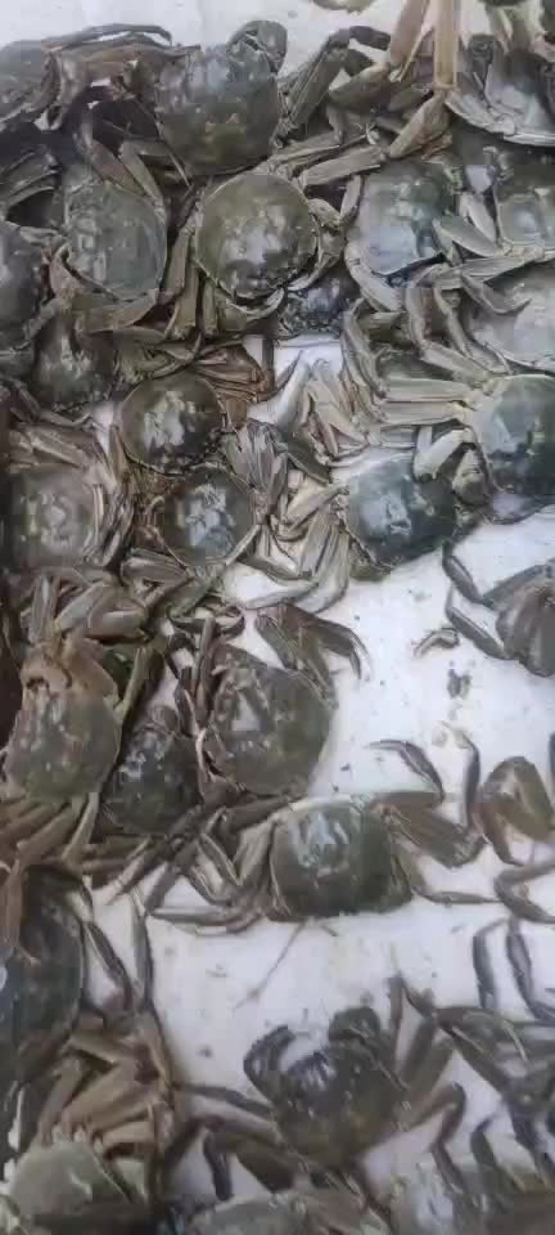 大闸蟹大量上市