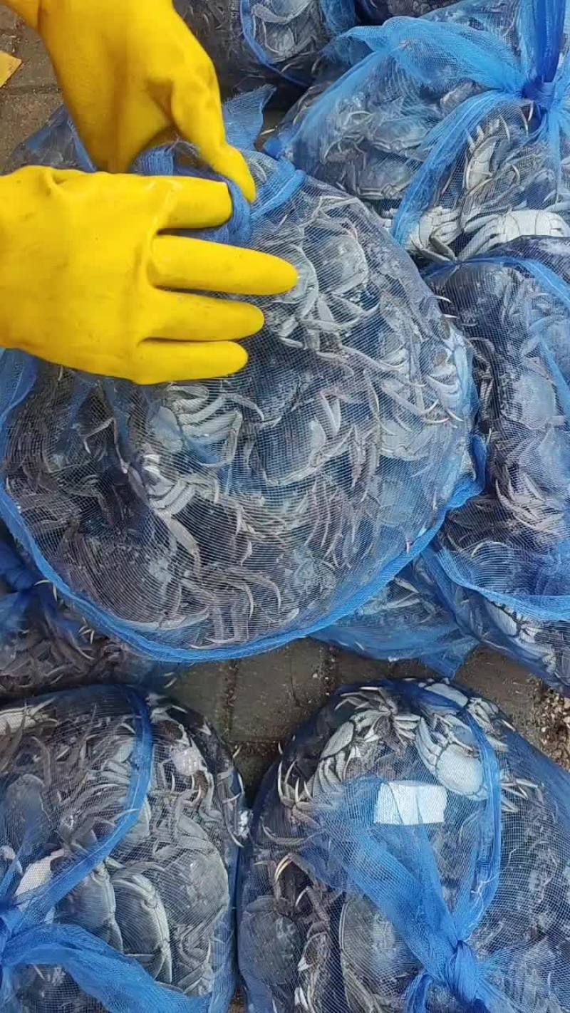 大闸蟹大量上市