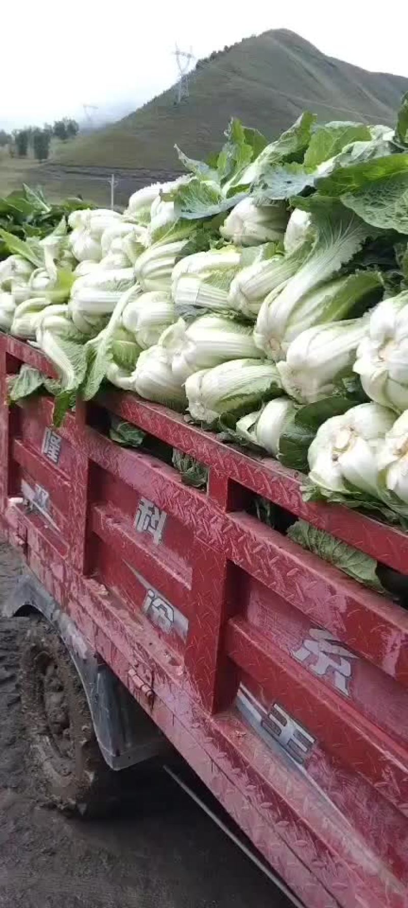 高山生态养生大白菜