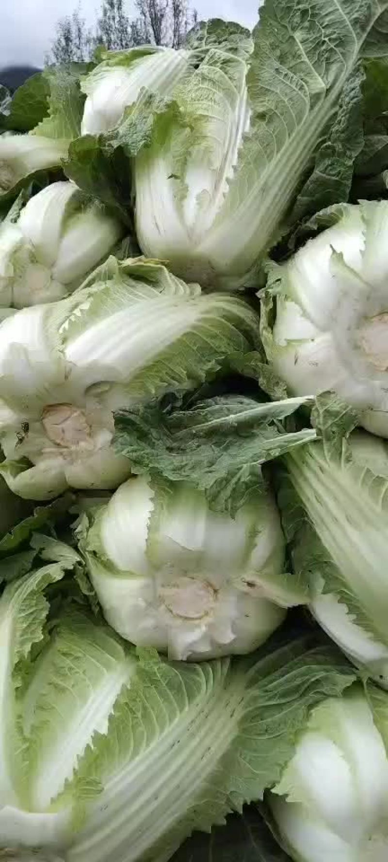 高山生态养生大白菜