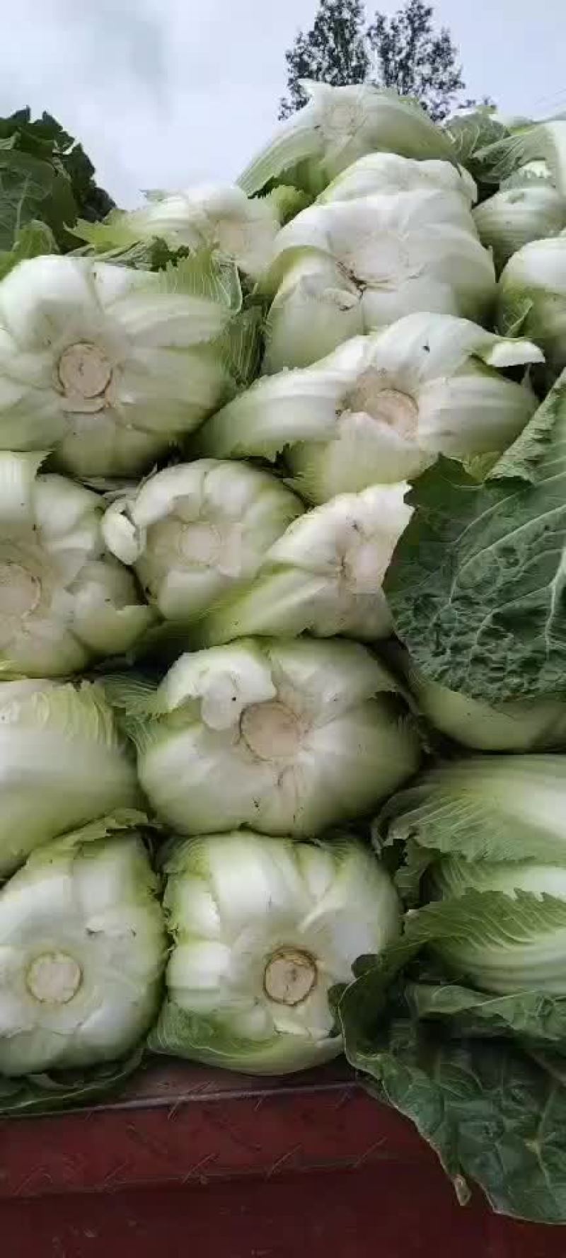 高山生态养生大白菜
