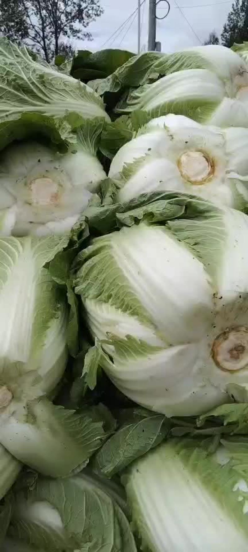 高山生态养生大白菜