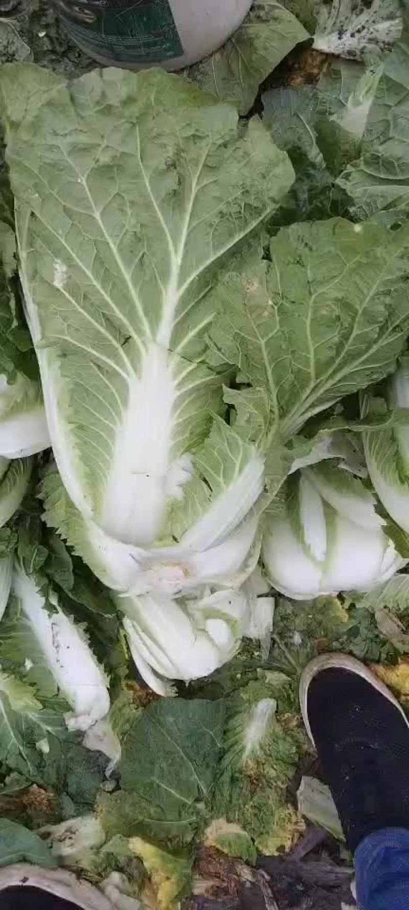 高山生态养生大白菜