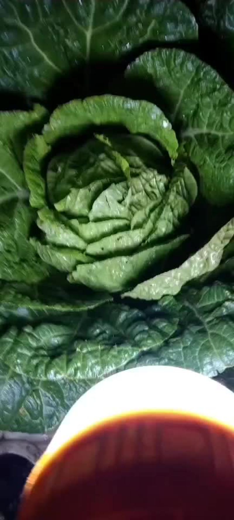 高山生态养生大白菜