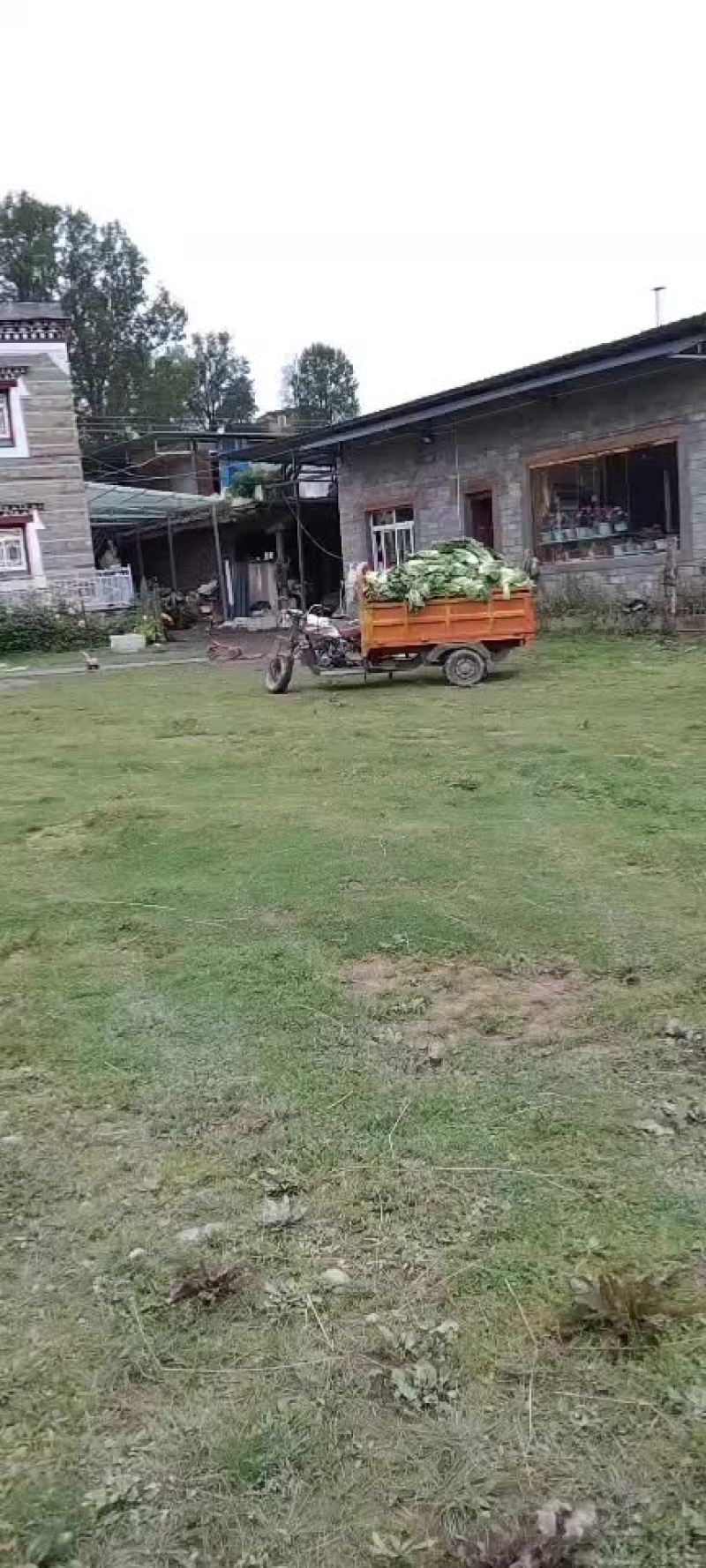 高山生态养生大白菜