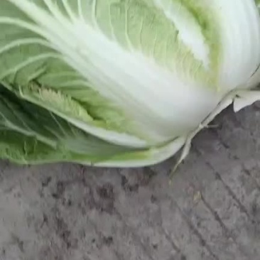 高山生态养生大白菜