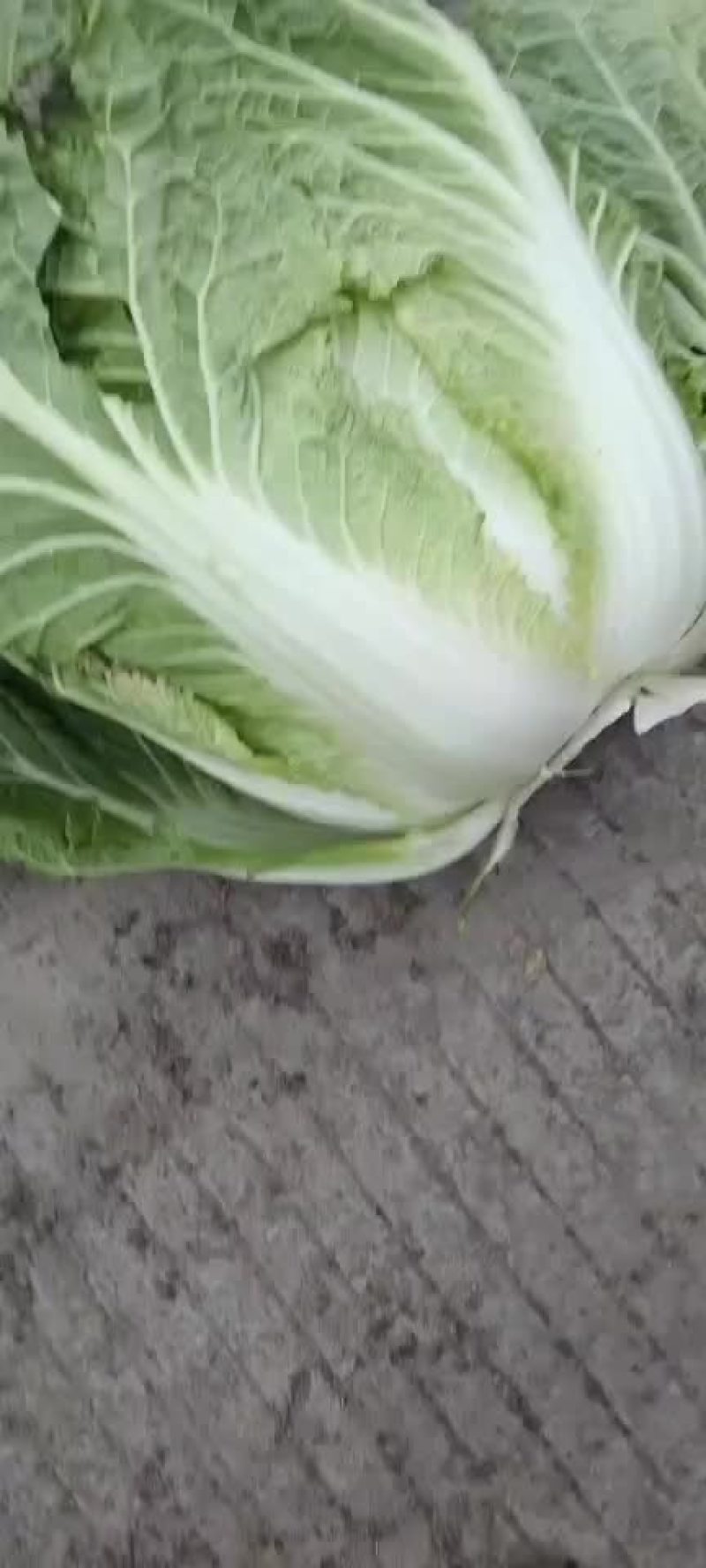 高山生态养生大白菜