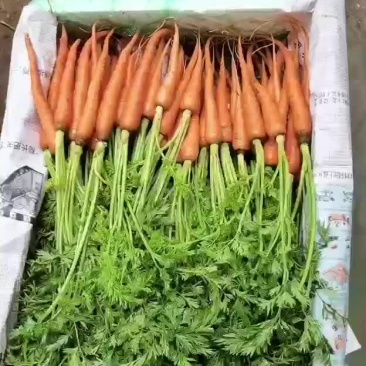 手指萝卜
