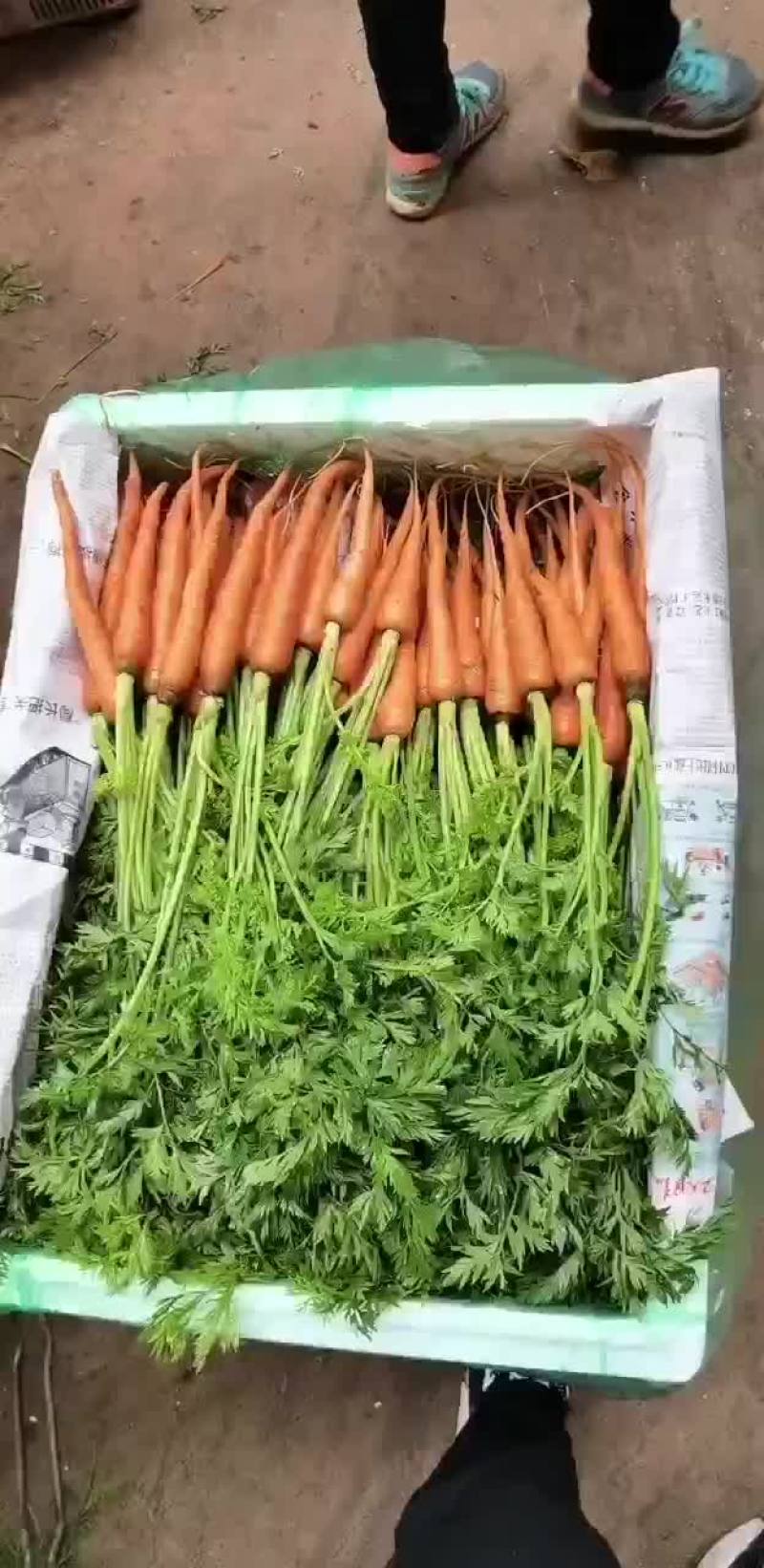 手指萝卜
