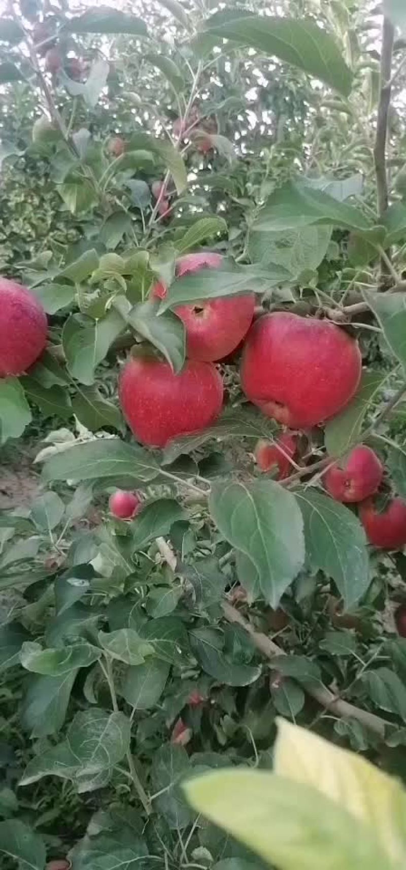 美八和新世纪