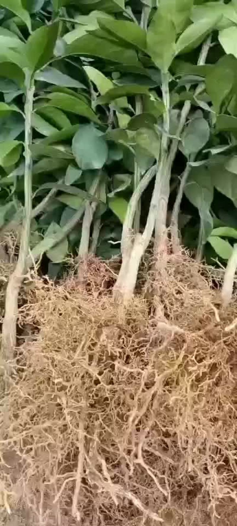 浙江宁波象山县柑桔苗 6