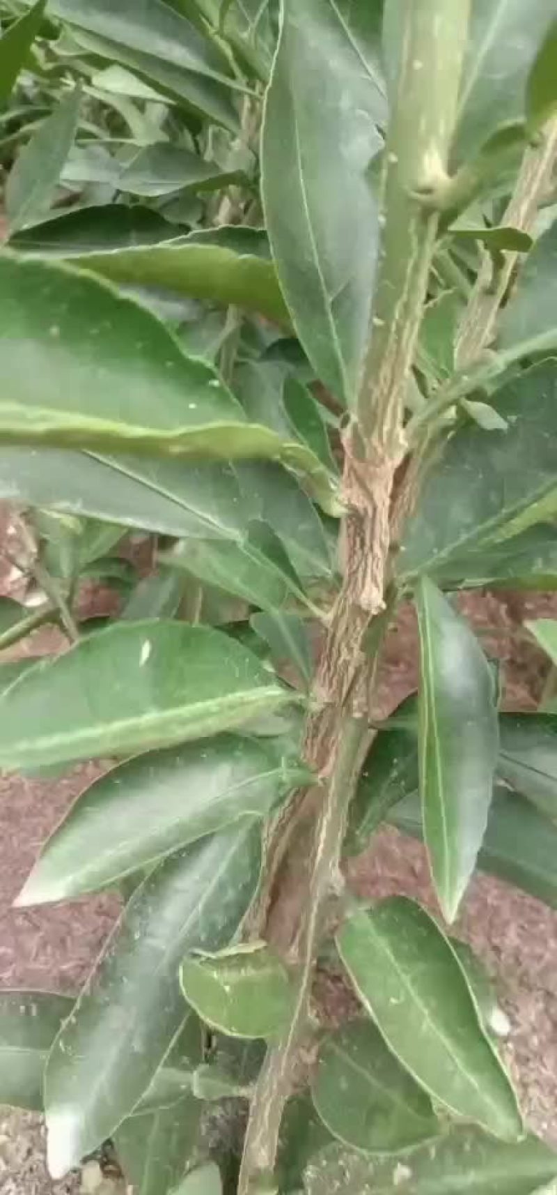 浙江宁波象山县柑桔苗 6