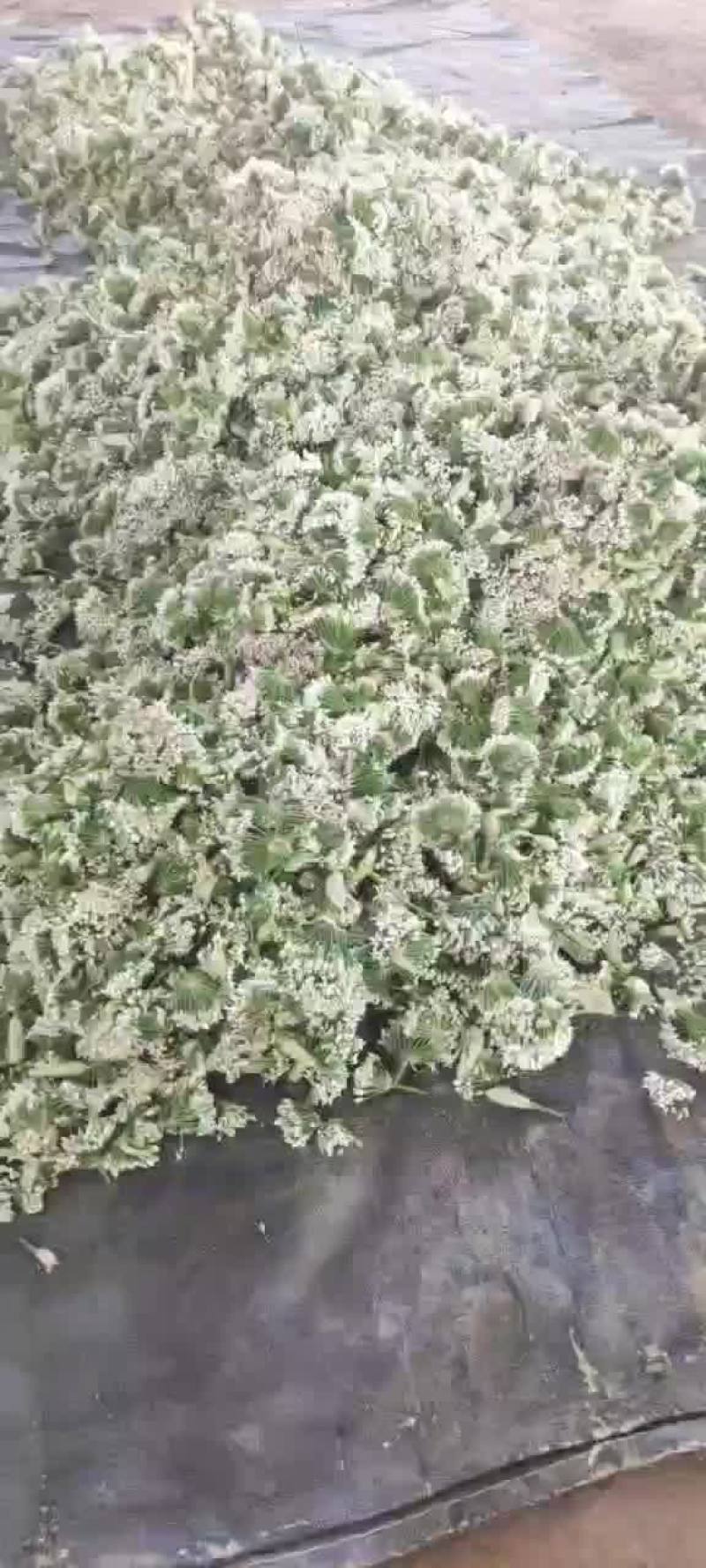 韭菜花