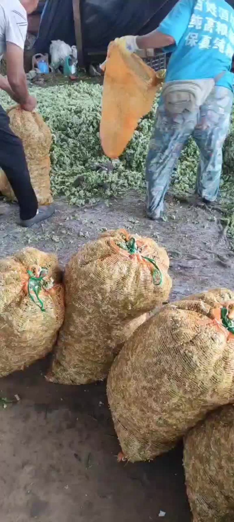 韭菜花